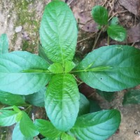 <i>Ruellia tuberosa</i>  L.